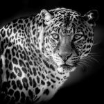 Lars Leopard