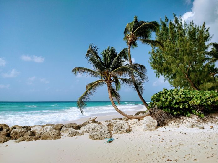 Karayipler'deki Barbados'un kumlu plajında, daha doğrusu Sandals Royal Barbados'ta palmiye ağaçlarının altında çalışma ve tatil. © 2020, Münzenberg Medien, Fotoğraf/Altyazı: Stefan Pribnow